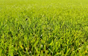 Turf innovation
